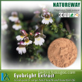 100% Pure Natural Eyebright extract powder Euphrasy extract, Euphrasia officinalis extract